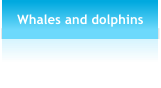 Whales and dolphins