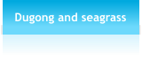 Dugong and seagrass